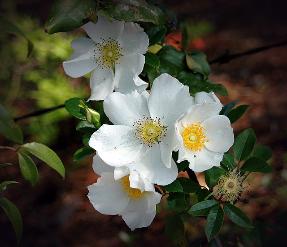 Cherokee Rose